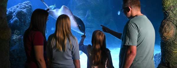 Sea Life Manchester