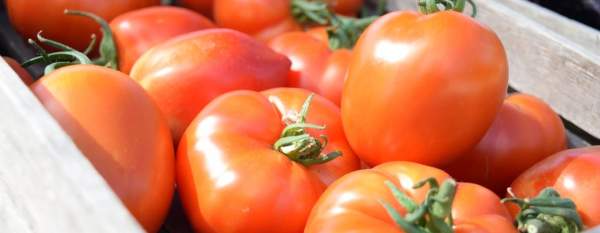 Quarry Bank kitchen garden walk, talk and taster