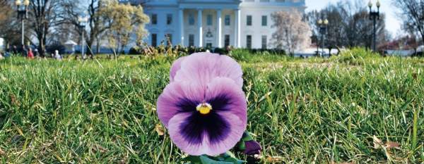 The Pansy Project