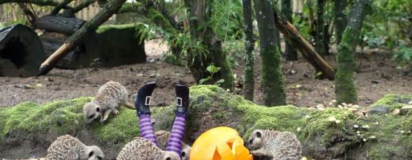 Little Monsters go Half Price at Knowsley Safari's Spooktacular Halloween Adventure