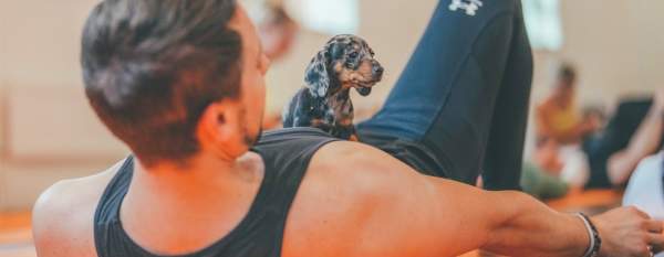 Dachshund Puppy Yoga!