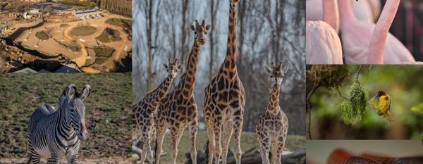 Heart of Africa at Chester Zoo