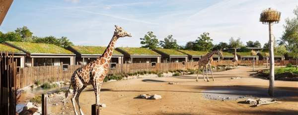 The Reserve at Chester Zoo