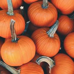 Bonza Party Bingo - A little bit spooky, a whole lot Bonza!