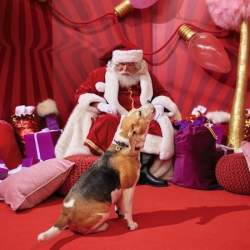 Santa Paws Experience