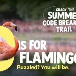 Summer Code Breakers