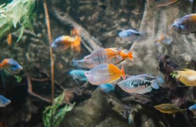 Dingle Oceanworld Aquarium