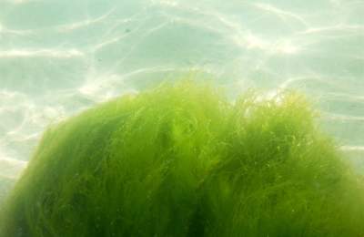 Atlantic Irish Seaweed Guided Foraging Walks