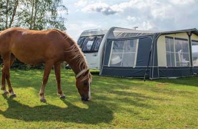 Camping New Forest - Touring and Glamping