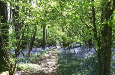 Singe Wood Nature Reserve