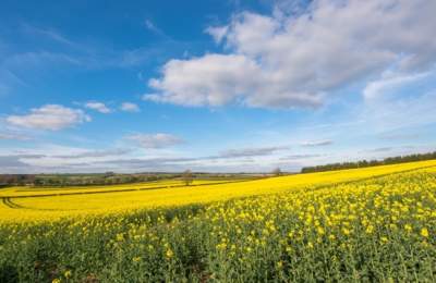 Witney Walks