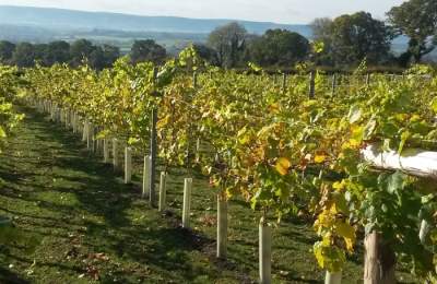 Upperton Vineyards