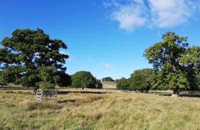 Petworth House and Park Ancient Trees Walk
