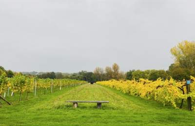 Nutbourne Vineyards