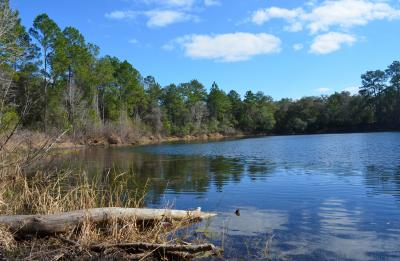Blue Pond