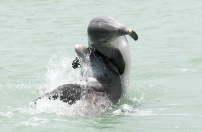 Dolphins socializing near Marco Island, FL
