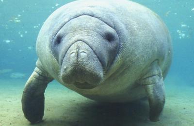 Manatee swims in the park's spring