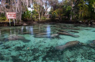 Manatee sanctuary by Three Sister Springs