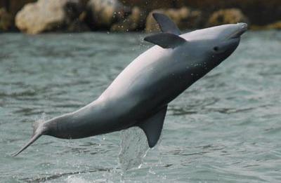 Dolphin Explorer