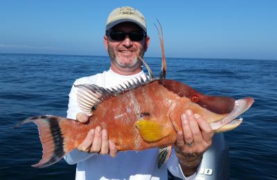 Florida hogfish