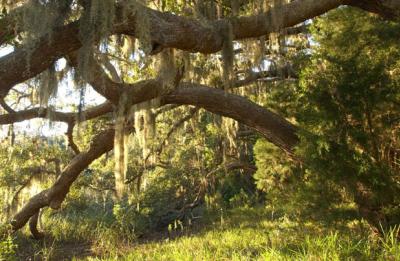 Cedar Point Preserve trails