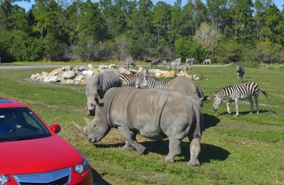 Rhinos just feet away!