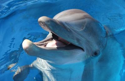 Atlantic bottlenose dolphin