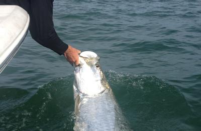 Tarpon
