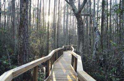 Cary State Forest