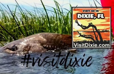 #visitdixie Where the wild finds you