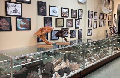 Fossils of giant sloths, sabertooth tigers, whale bones, sharks' teeth, megalodon horses & mammals.