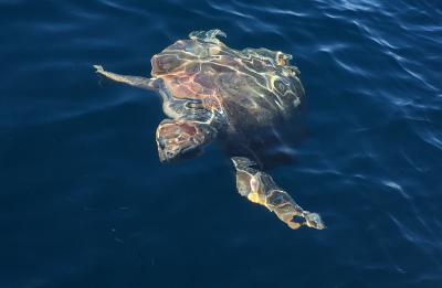 Wildlife encounter with a sea turtle