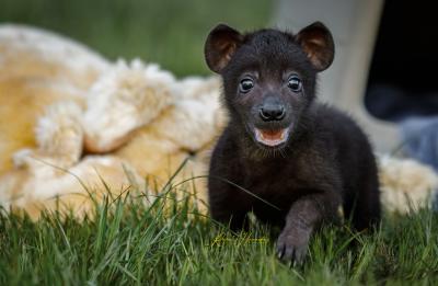 Baby Spotted Hyena
