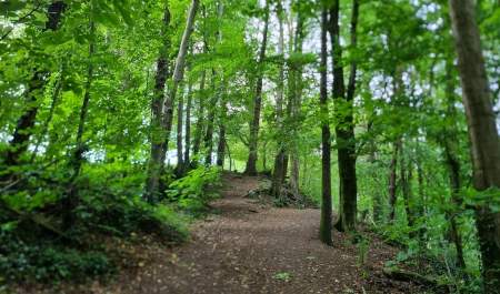 Orienteering Somerset Forest Coleraine