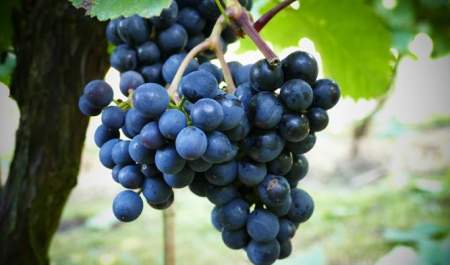 Laurel Vines Vineyard and Winery