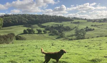 Welcome Back Winter Wander (dog-friendly group walk)