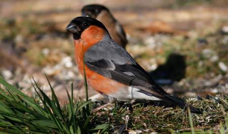 Wild New Forest Guided Tours