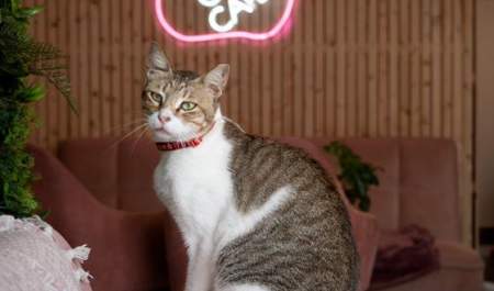 Meow Cat Cafe