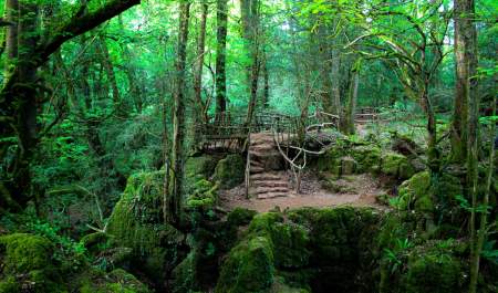 A magical cream tea experience in the enchanting Puzzlewood (Trade)