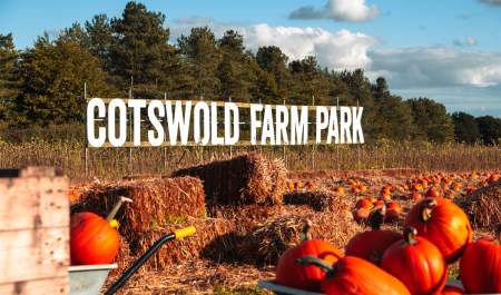 PYO Pumpkin Patch