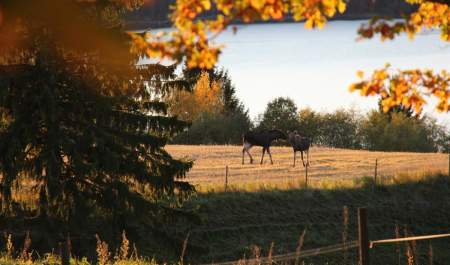Elgsafari i Trøgstad