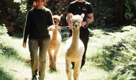 Alpaca Walk at Klatring på Grensen