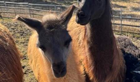 Vestre Knolden Gård