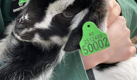 Alpaca- / goat walks and other farm experiences at Fladmark Farm