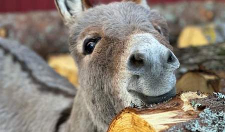 Hiking with miniature donkeys and horses, Den Lille Store Gården