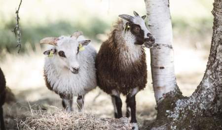 Smakfulle omveier - lokalmat i Haldenkanalen