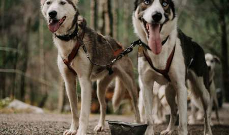 Sirdal Huskyfarm