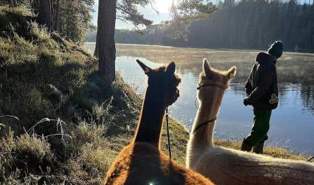 Alpakka- og geitevandring samt andre gårdsopplevelser på Fladmark gård