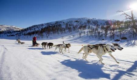 Dog sledding near Hovden