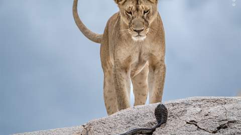 Wildlife Photographer of the Year